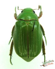 Chrysina Guatemalensis Beetles Insect Ensemble x1 A1- Paire Coleoptera