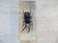 Inclusions insectes en - inclusions,