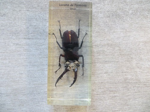 Inclusions insectes en - d'insectes,