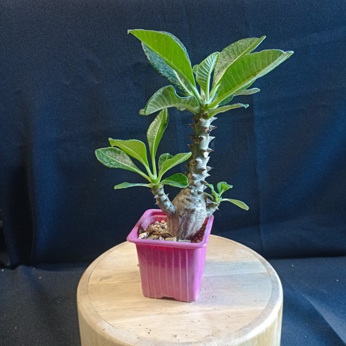 Pachypodium baronii