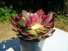 Aeonium PEACOCK FEATHER