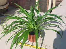 Plante verte très