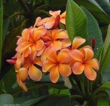 Graines frangipanier - 3,