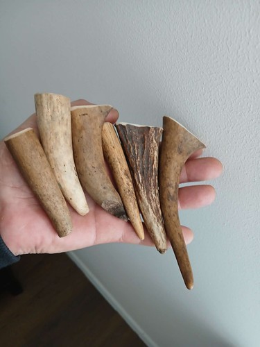 169 ébauches corne cerf - en,