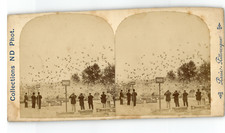 Paris, Observation de pigeons