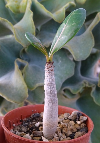 Adenium dhofarense pachypodium - adenium,
