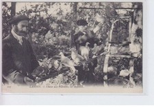 LANDES: chasse aux palombes