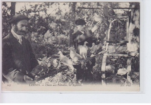 Landes chasse aux - aux, palombes