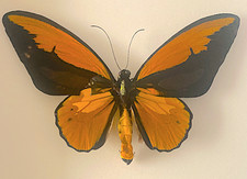 Ornithoptera Croesus Lydius