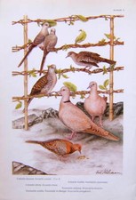 Oiseaux colombe diamant - oiseaux,