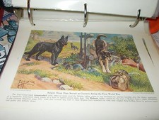 E Miner Belgian Malinois &