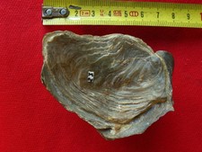 Huitre fossile de l'Hauterivien : Gryphaea latissima Lamarck, 1801