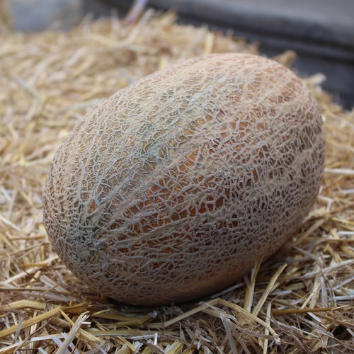Lot graines de - lot, melon