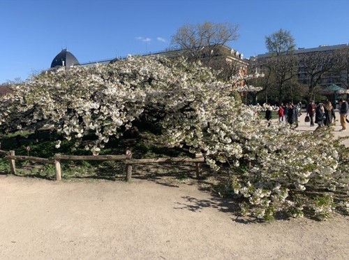 Branche cerisier jardin - branche, de