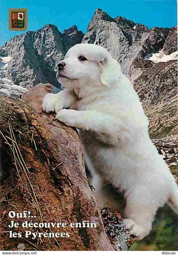 Carte postale animaux - carte,