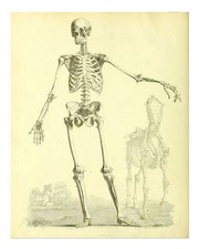 Vintage squelette anatomie art