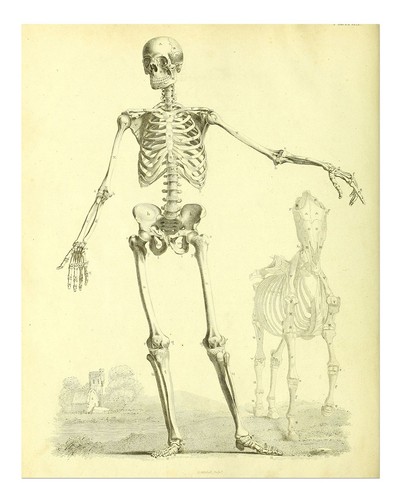 Vintage squelette anatomie art