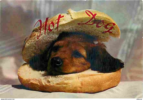 Carte postale animaux - carte,