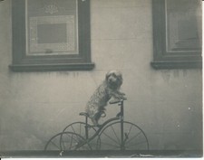 Chien sur Tricycle c. 1900  -