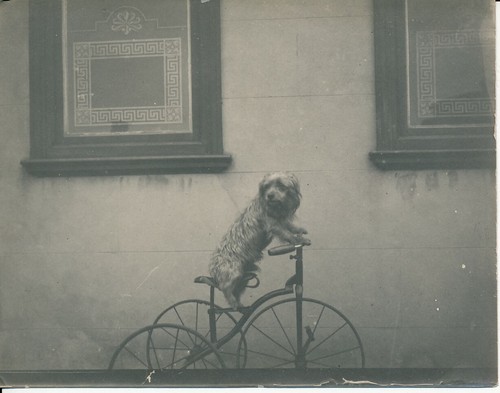 Chien sur tricycle - chien, 1900