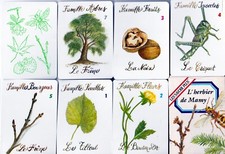 JEU DE 7 FAMILLES  : L'HERBIER DE MAMY