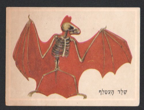 Carte squelette - , de