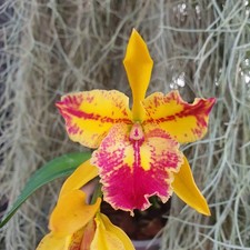 Cattleya - Sergioara Hsinying