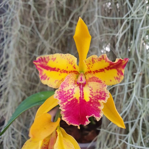 Cattleya sergioara hsinying - -,
