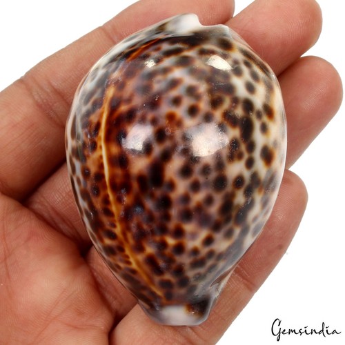 Géant tigre cauris - cauris, coque