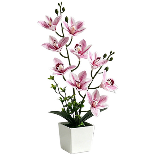 Cymbidium orchidée - cymbidium,