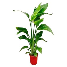 Strelitzia indoor - plante