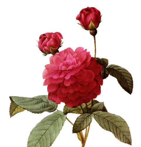 1990 Vintage Print Rose Flower