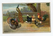 illustrateur SCHÖNIAN . Animaux de la ferme . Poules, Coq, Paon Dindon