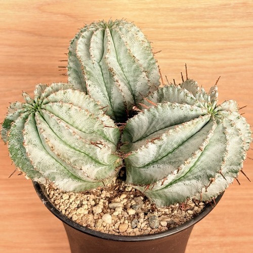 Euphorbia horrible flocon - euphorbia,