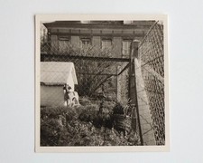 Chien niche grille grillage