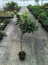 Citrus x clementina 'Fina'