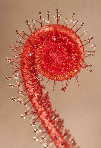 Drosera filiformis all red - drosera,