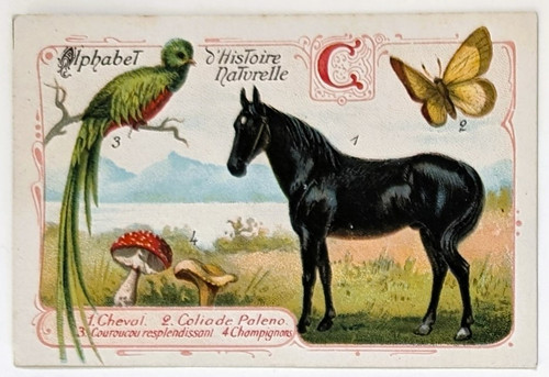 Image chromo chicorée williot - image,