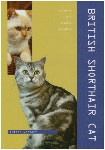 British shorthair packages - shorthair, by