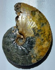 Rare Ammonite En Pyrite Nacré De 3 Cm