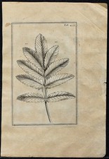 1719 - Feuille découpée en mélianthe - Gravure ancienne de Botanique