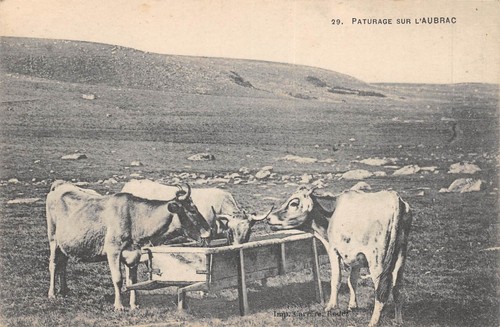 Cpa paturage sur - cpa,