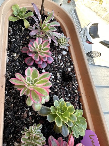 Aeonium pink witch - 🌺aeonium,