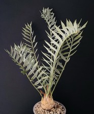 Big Encephalartos Horridus, Caudex Cactus Agave Succulente Plante Arbre Copiapoa