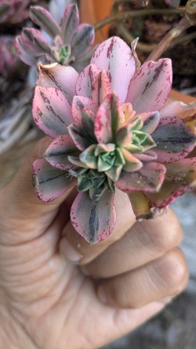 Cutting aeonium green tea