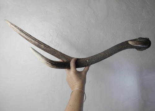 Bois cerf - de,