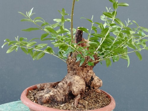 Bonsaï olivastre 25 cm - x,