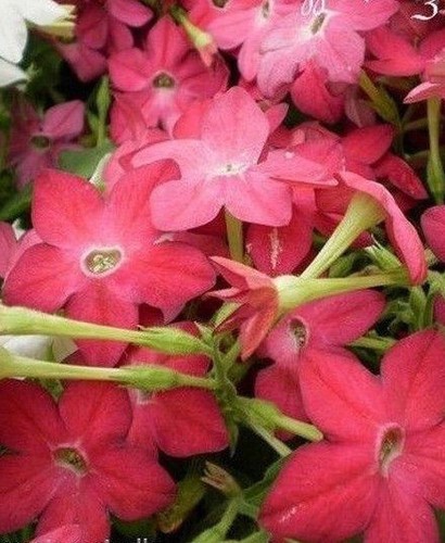 Tabac ailé rose fuchsia - ♫,
