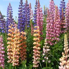 Lupin polyphylle de russel  varié 25 Graines