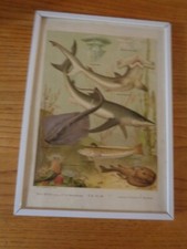 Chromolithographie couleur encadrée animaux marins mer Nos bêtes par Beauregard